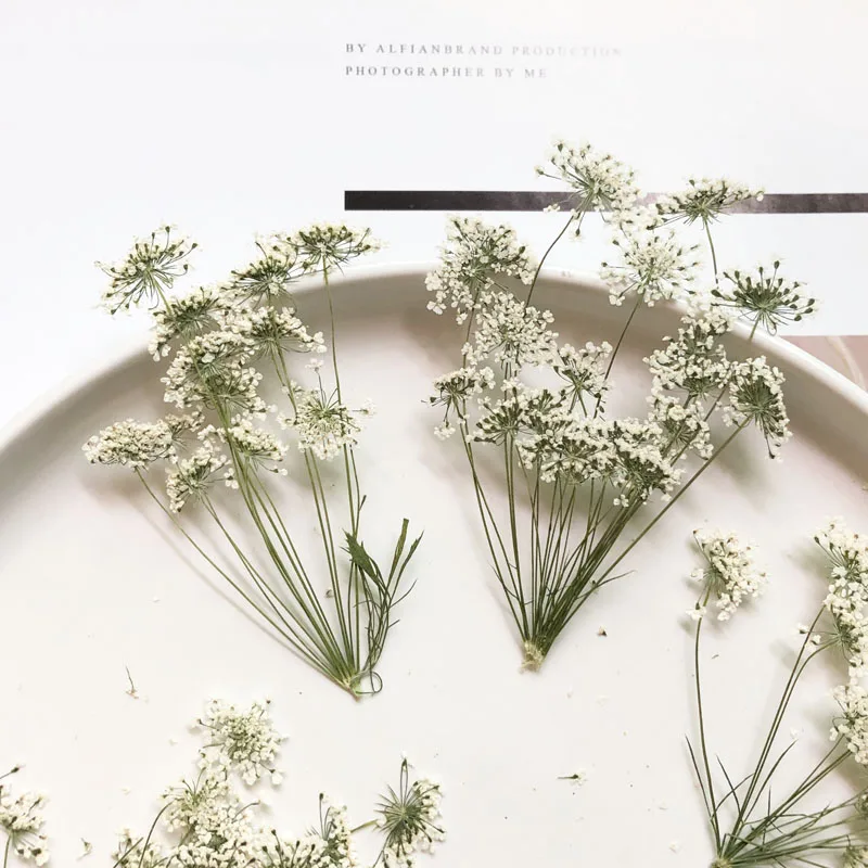 Craft Embellishment - 5-7cm/12pcs,Snow Tiny Flowers with Branch,dried Flowers